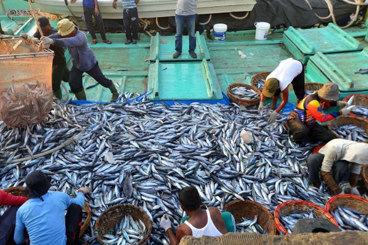 Potensi Dalam Sektor Perikanan